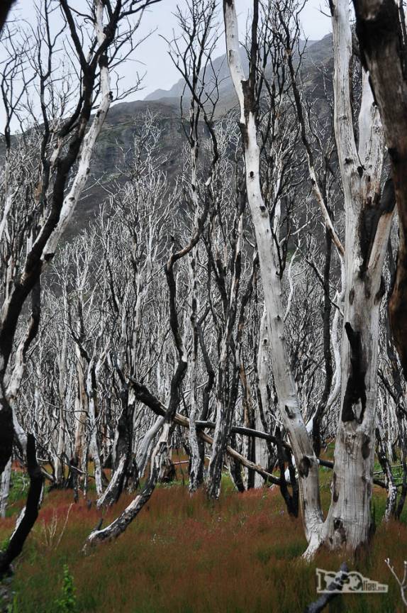 Floresta queimada no parque nacional Torres del Paine, no sul do Chile